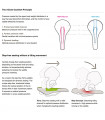 SILLIN TERRY FISIO FLEX GEL MAX WOMEN | TopFun.com